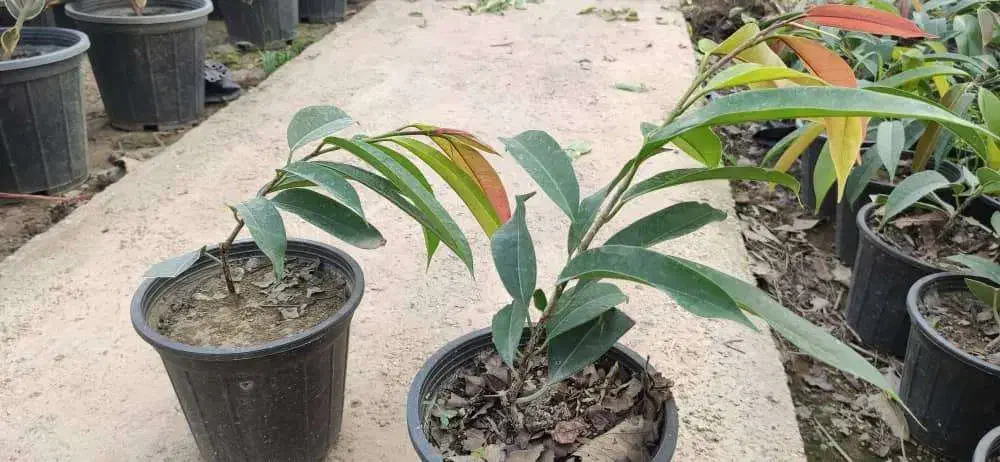 امستر کینگ سطل 3|گل و گیاه طبیعی|نکا, |دیوار