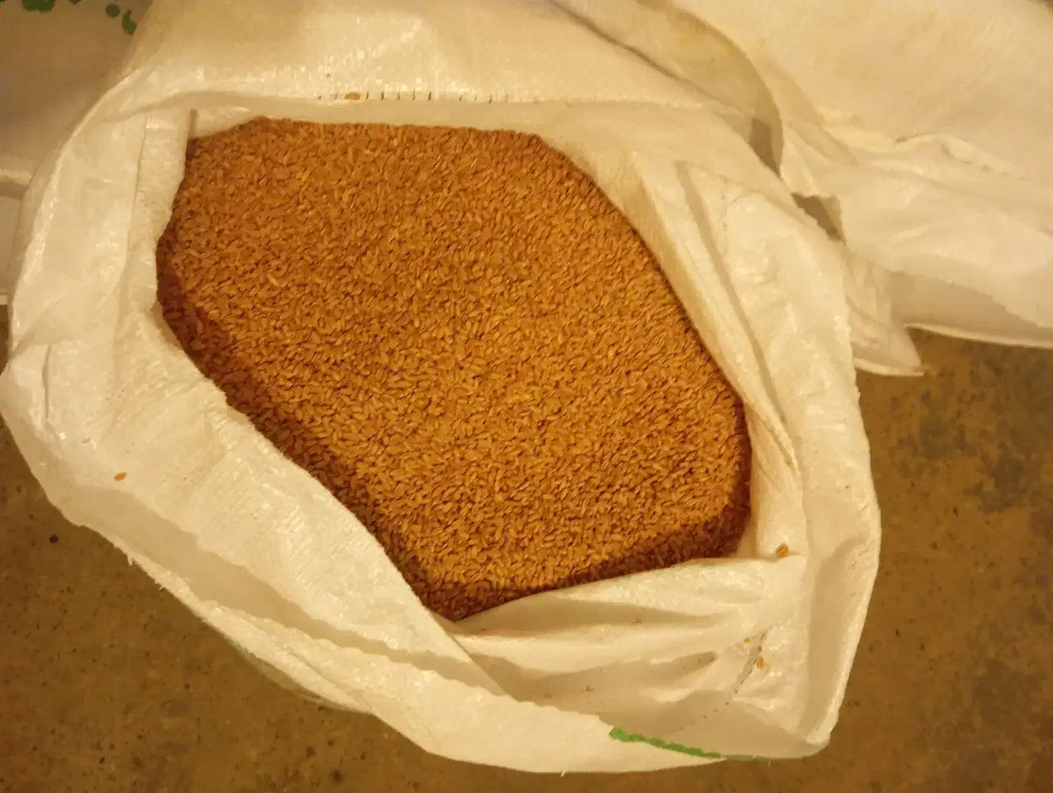 گندم بذری مهرگان|عمده‌فروشی|آبدانان, |دیوار