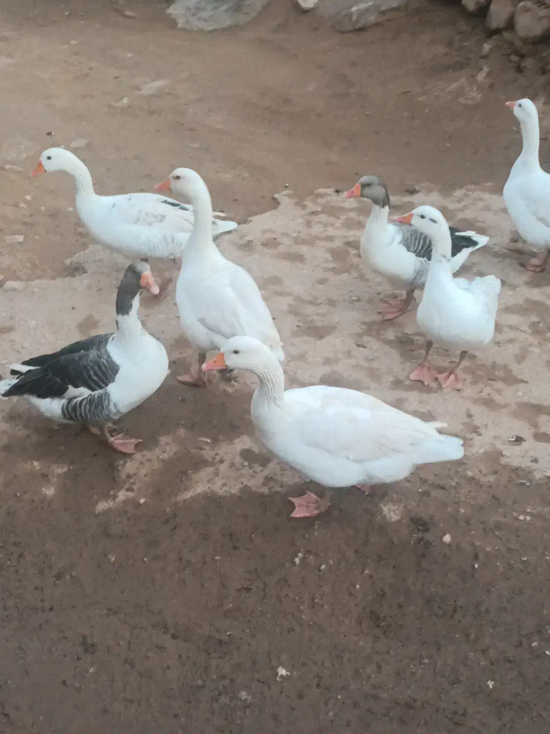 غاز و خروس محلی|حیوانات مزرعه|پلدختر, |دیوار