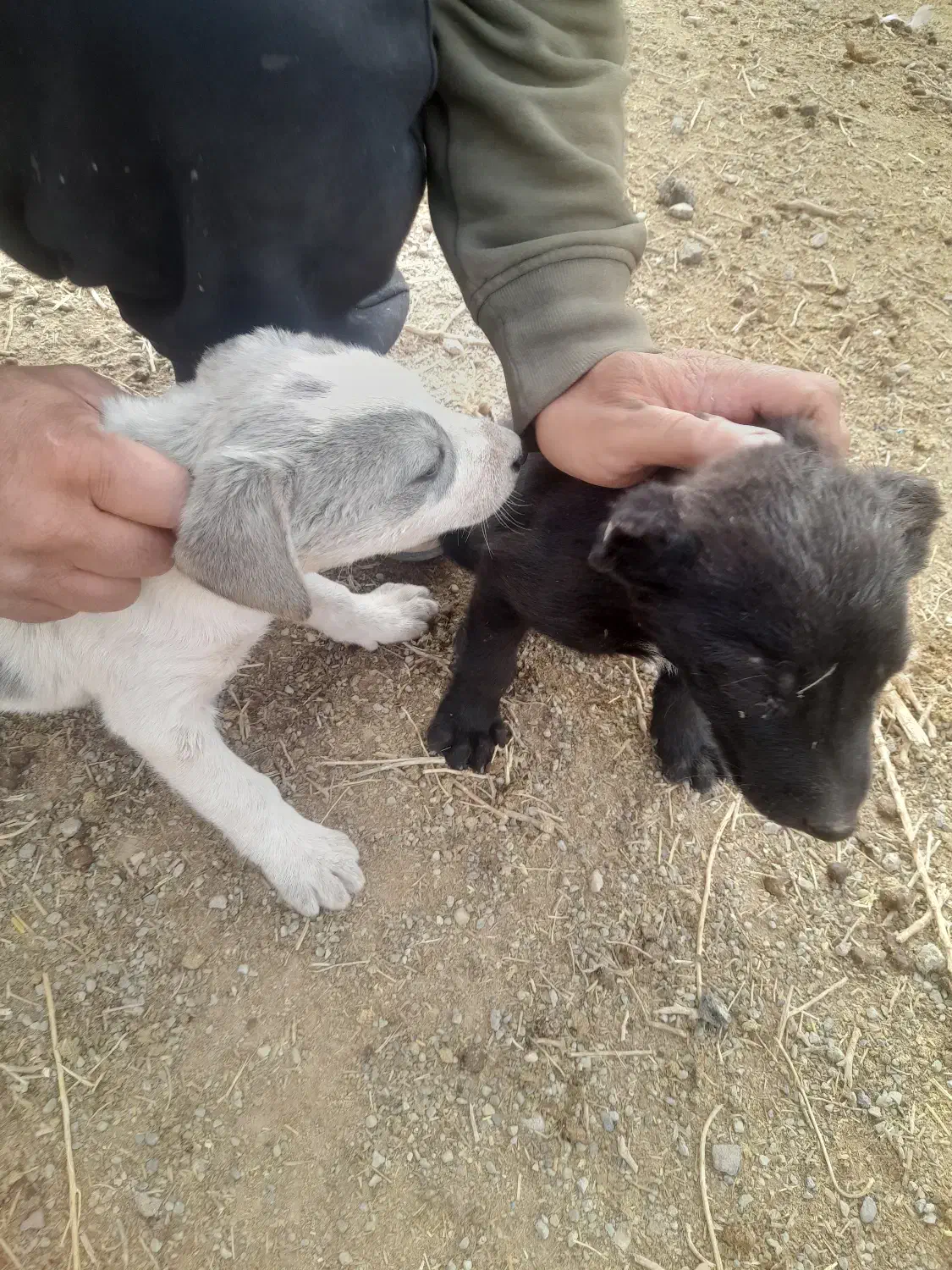 واگذاری توله سگ دو ماهه|سگ|زرندیه, |دیوار