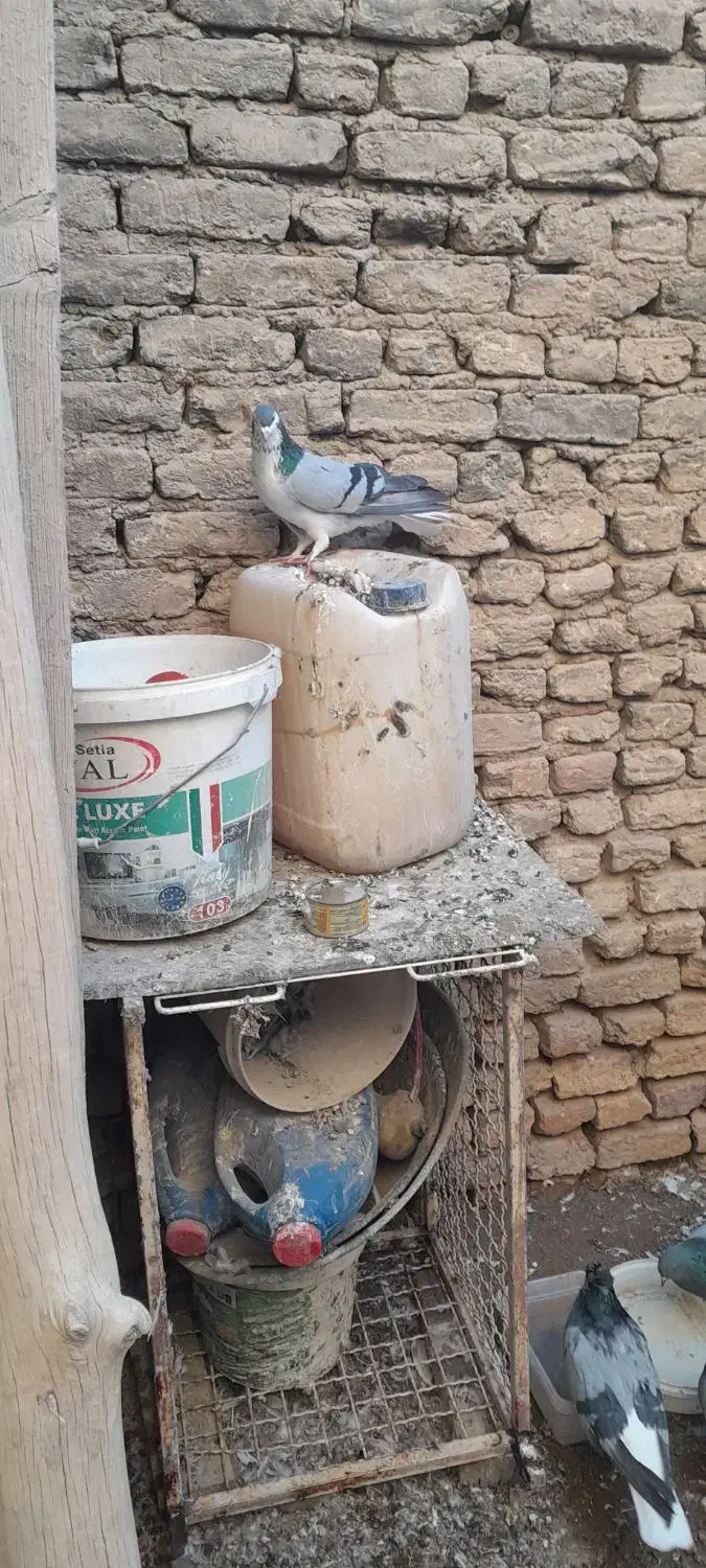 نر ماده پور فروشی|پرنده|نجفآباد, حومه نجف آباد|دیوار