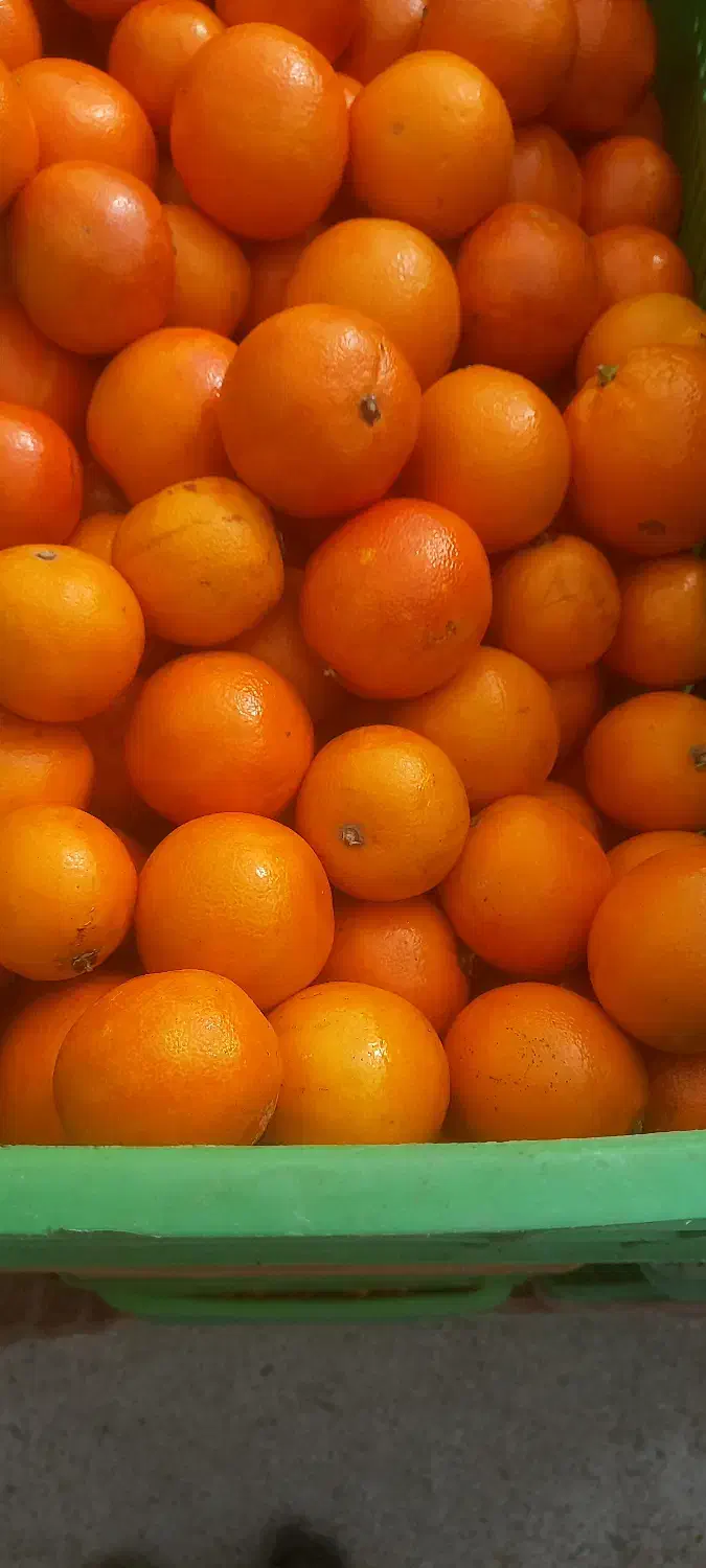 پرتقال خونی|عمده‌فروشی|دالخانی, |دیوار