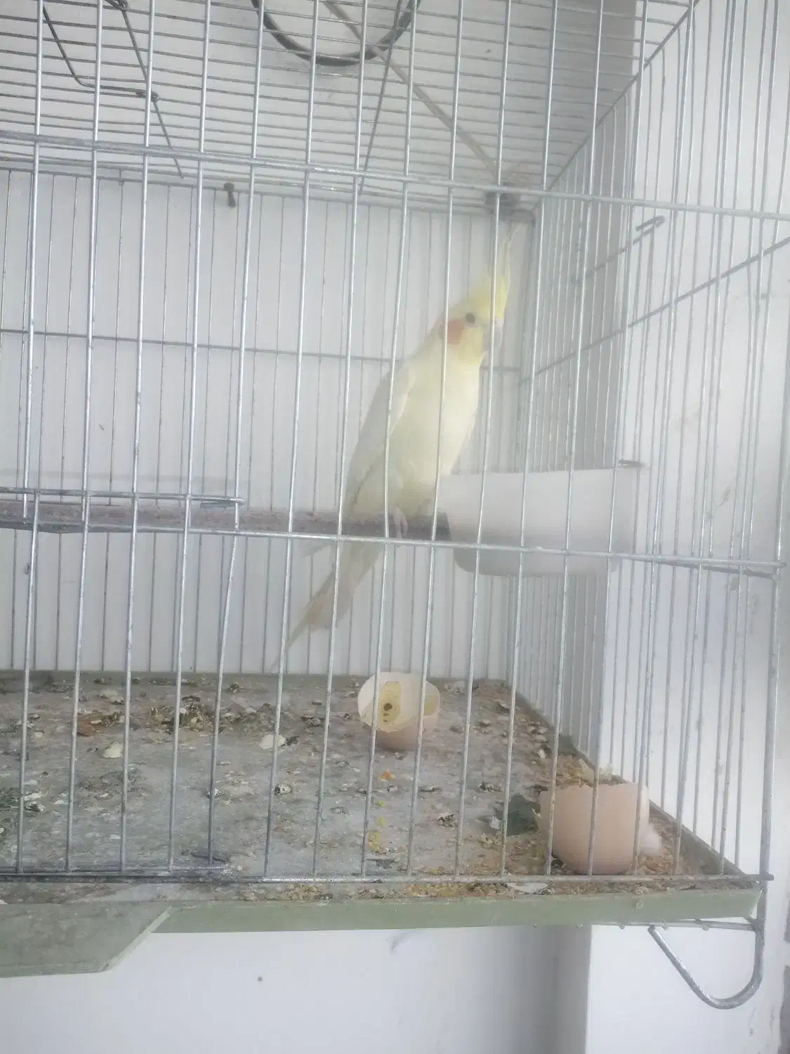 عروس هلندی لوتینیو نر|پرنده|نیشابور, شهرک اندیشه|دیوار