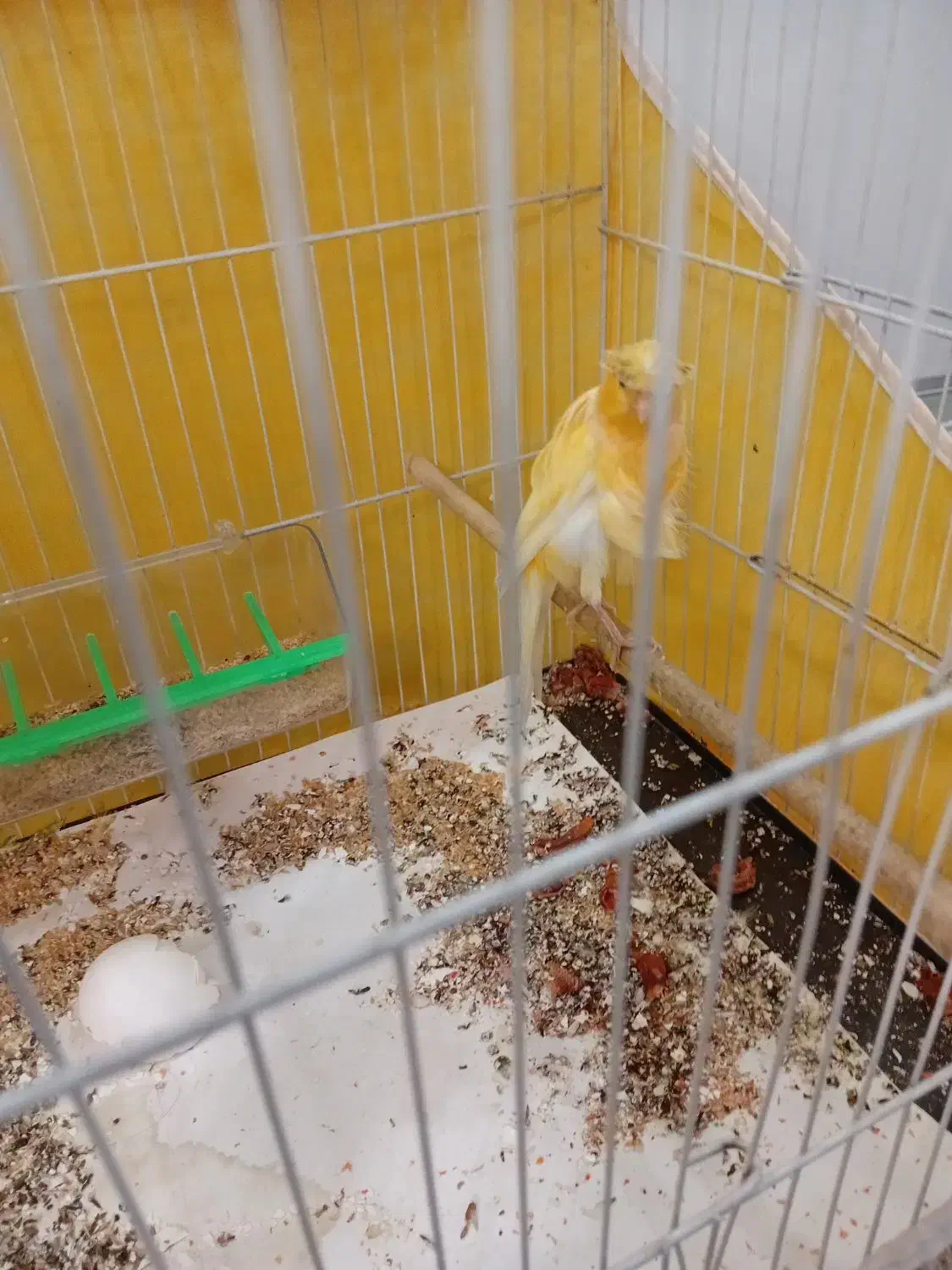 قناری|پرنده|مشهد, نظام دوست|دیوار