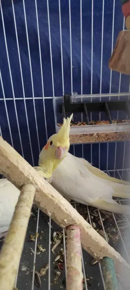 عروس هلندی لوتینو|پرنده|بهبهان, |دیوار