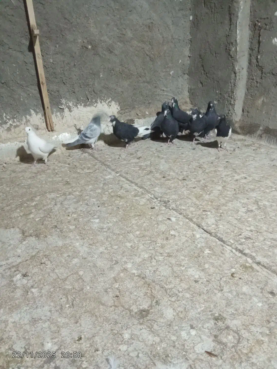 کفتر|پرنده|زرند, |دیوار