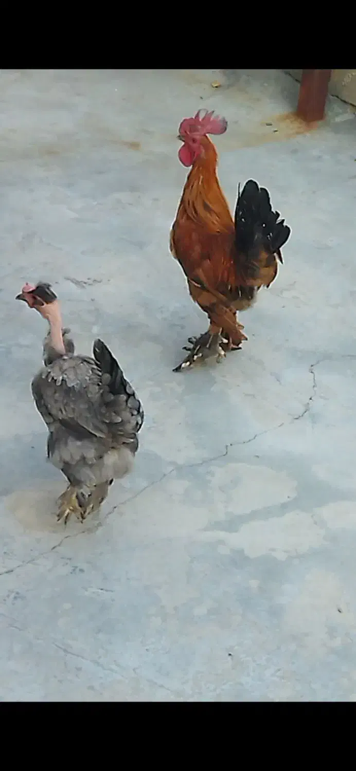 مرغ دیلگونی|پرنده|یاسوج, |دیوار