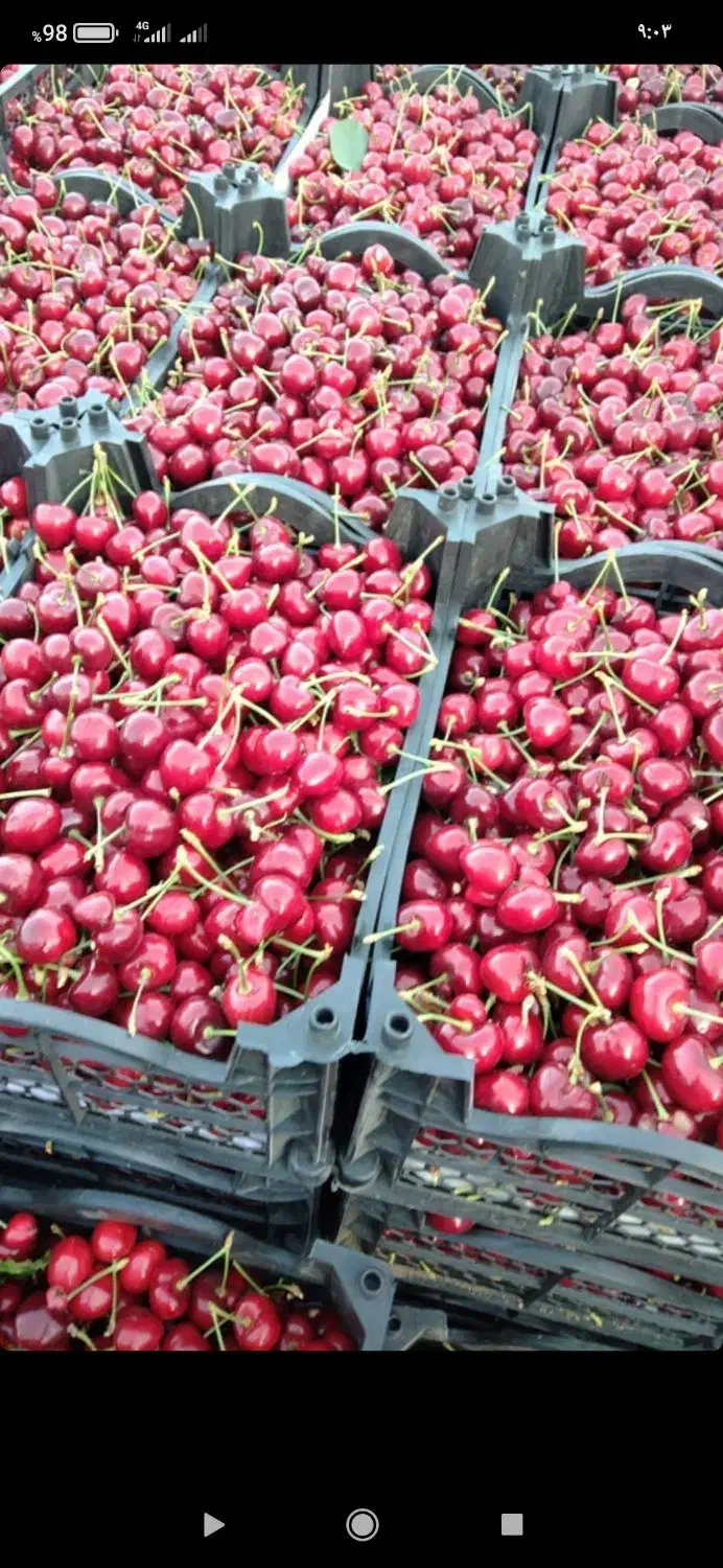 550متر باغ درختان بادام و گردو در پل زمان خان|فروش زمین و ملک کلنگی|شاهین‌شهر, مخابرات (شهید بهشتی)|دیوار