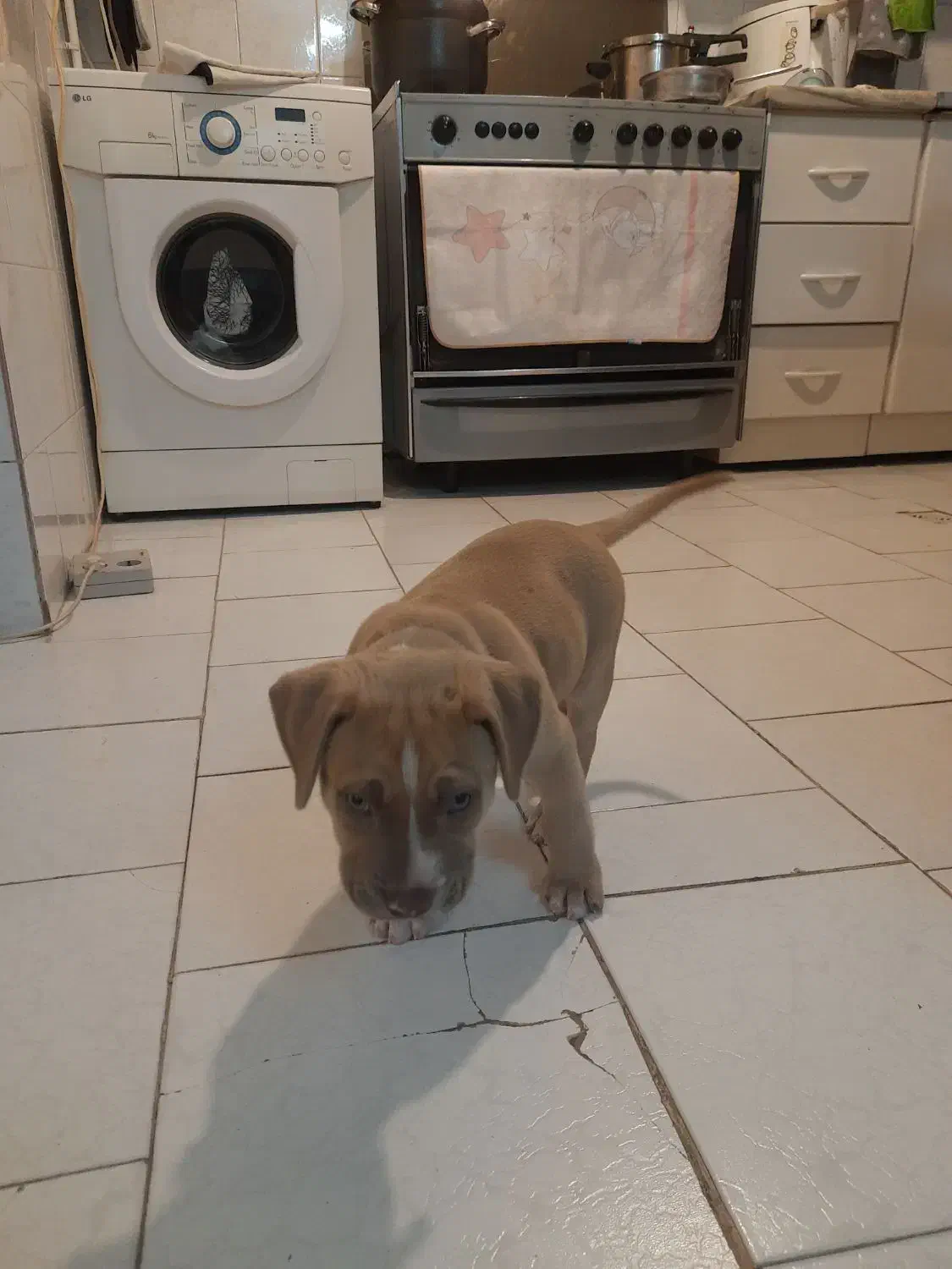 فروش توله پیت بول دوماهه|سگ|پردیس, فاز ۱|دیوار