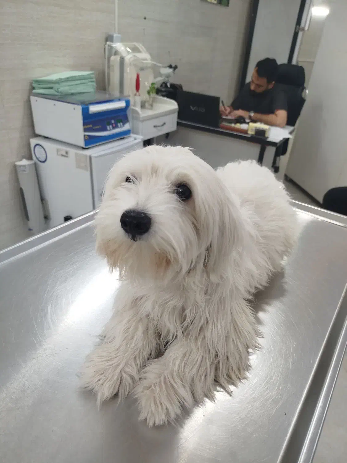 سگ ماده شیتزو|سگ|خرم‌آباد, |دیوار