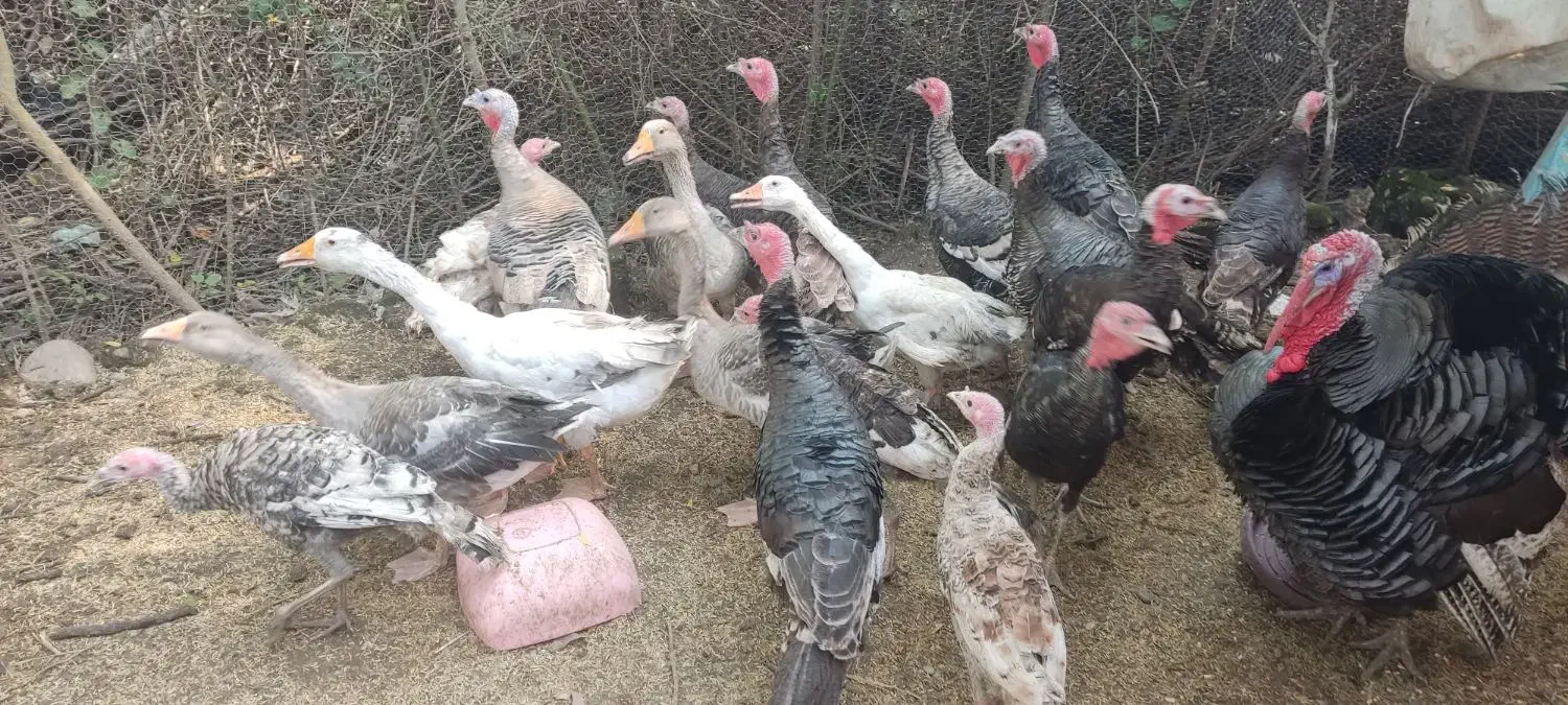 فروش ۱۳ عدد بوقلمون نر وماده|حیوانات مزرعه|رودسر, |دیوار