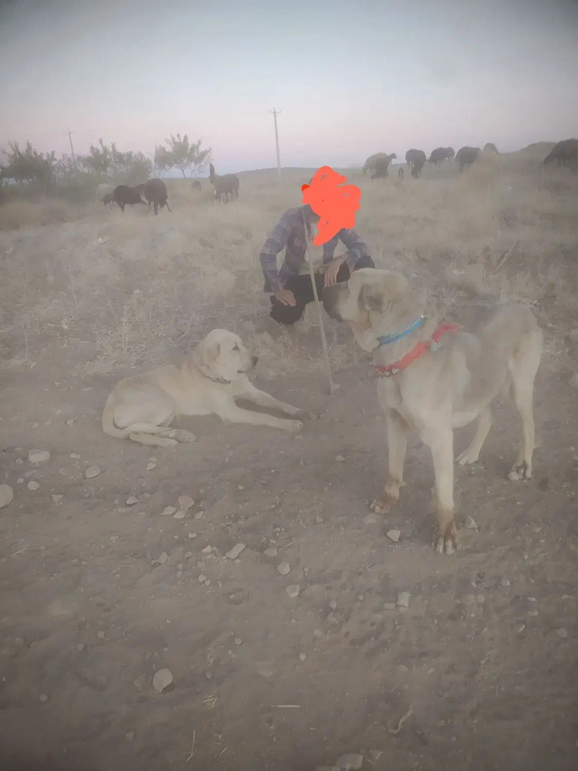 واگذاری سگ|سگ|بن, |دیوار