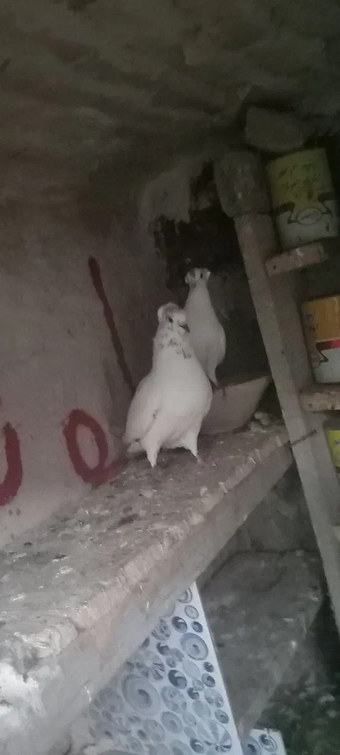 کبوتر شازده خوشرنگ سرور آلرام|پرنده|اهر, |دیوار