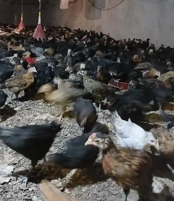 جوجه مرغ و خروس محلی تمام پاسیاه|حیوانات مزرعه|شیراز, رکنآباد|دیوار