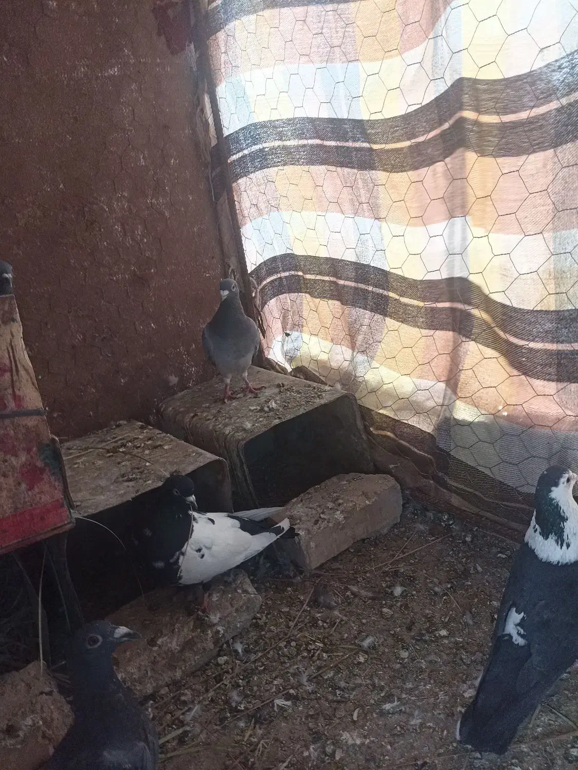 کبوتر|پرنده|سراوان, |دیوار