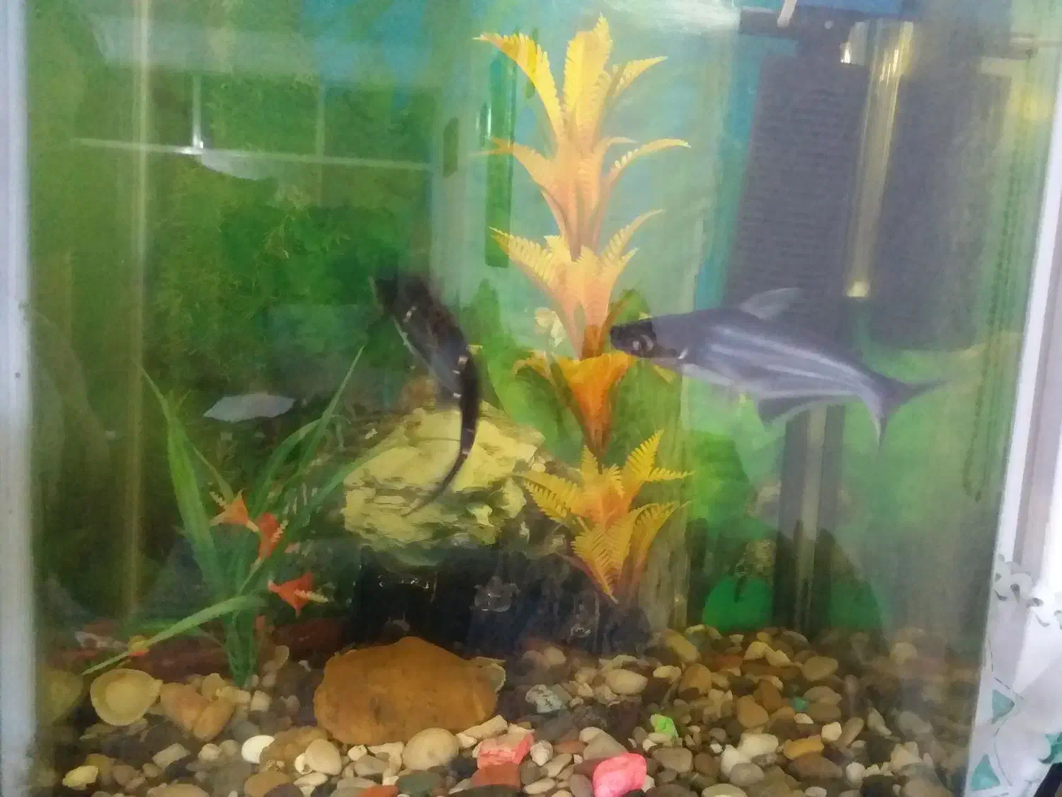 آکواریوم حلالی|ماهی|نسیمشهر, |دیوار