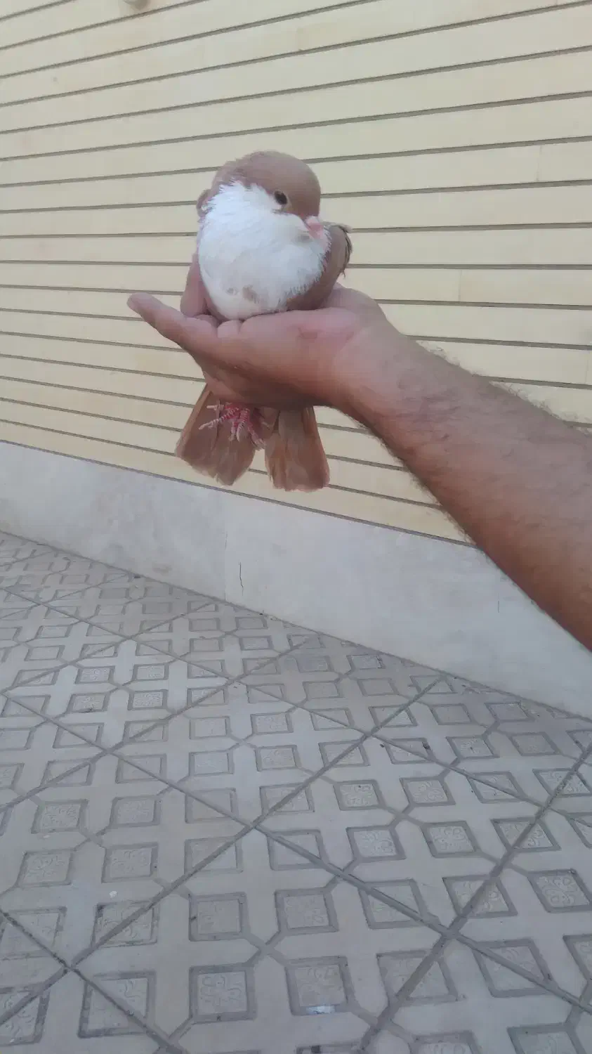 یک جفت زرد رسمی|پرنده|کرمان, |دیوار