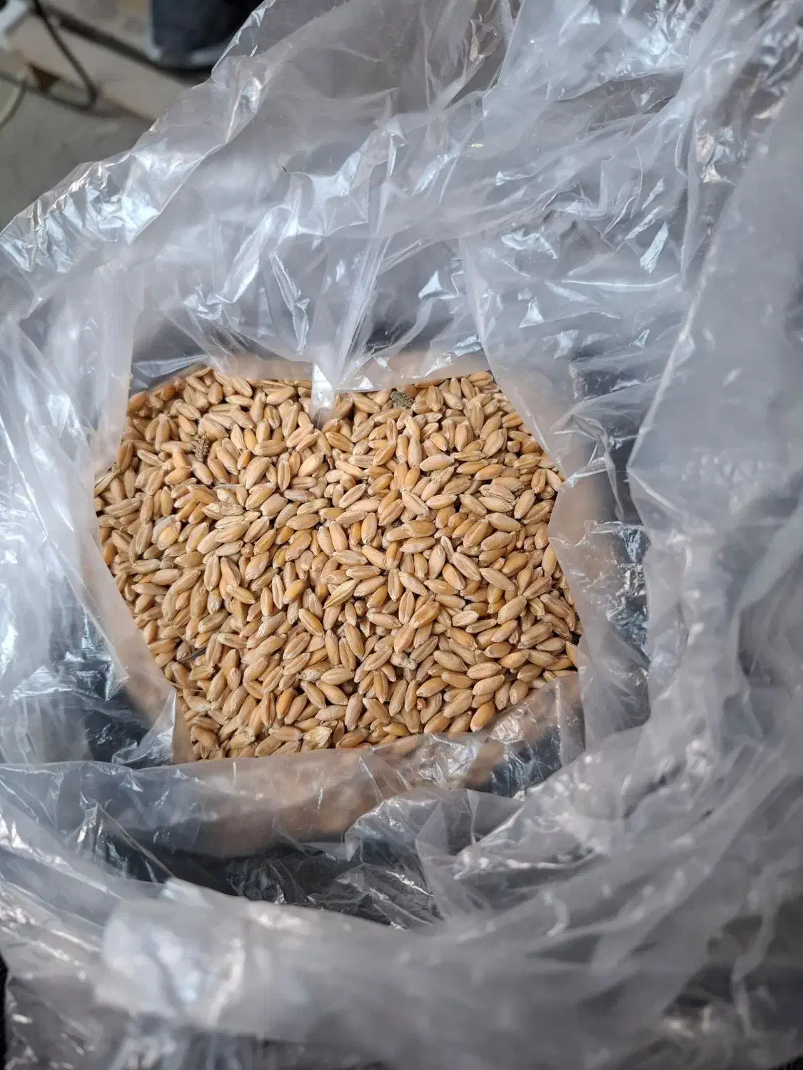 گندم قرمز اعلا|گل و گیاه طبیعی|اهر, |دیوار