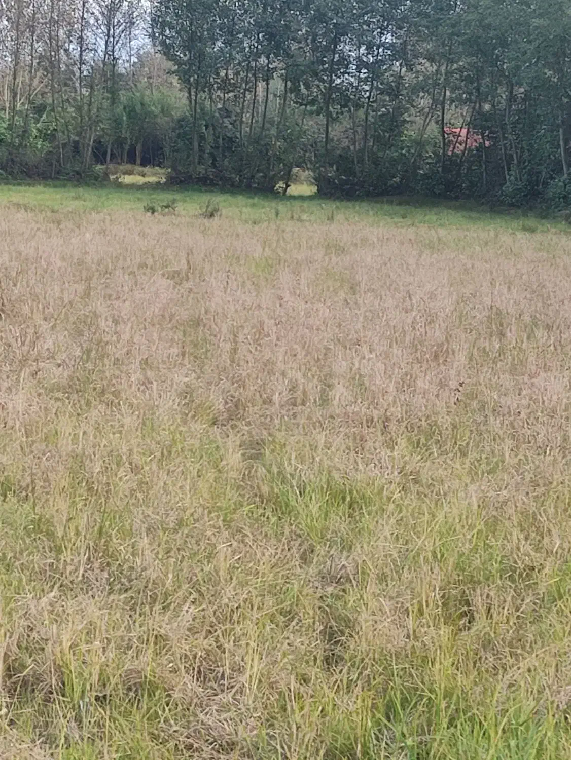 فروش زمین باغی|فروش زمین و ملک کلنگی|فومن, |دیوار