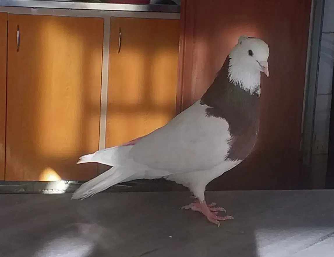 نر طوقی سرخ|پرنده|زاغه, |دیوار