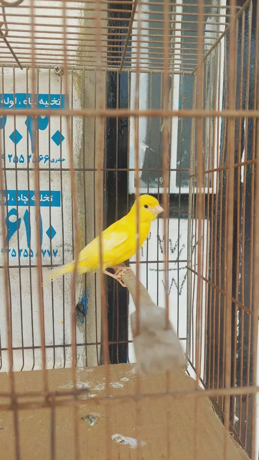 قناری نر زرد|پرنده|ساوه, |دیوار
