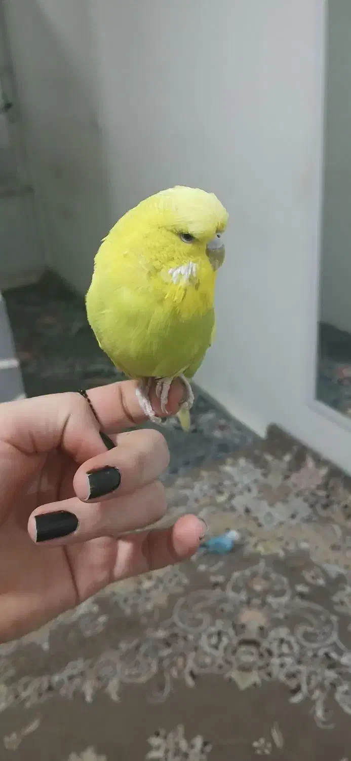 مرغ عشق انگلیسی|پرنده|قدس, شهرقدس|دیوار