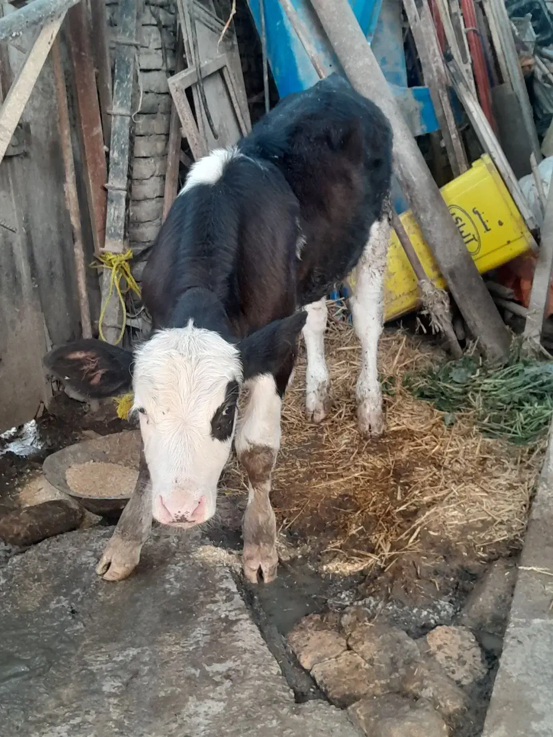 گوساله هلشتاین نر|حیوانات مزرعه|گرگان, |دیوار