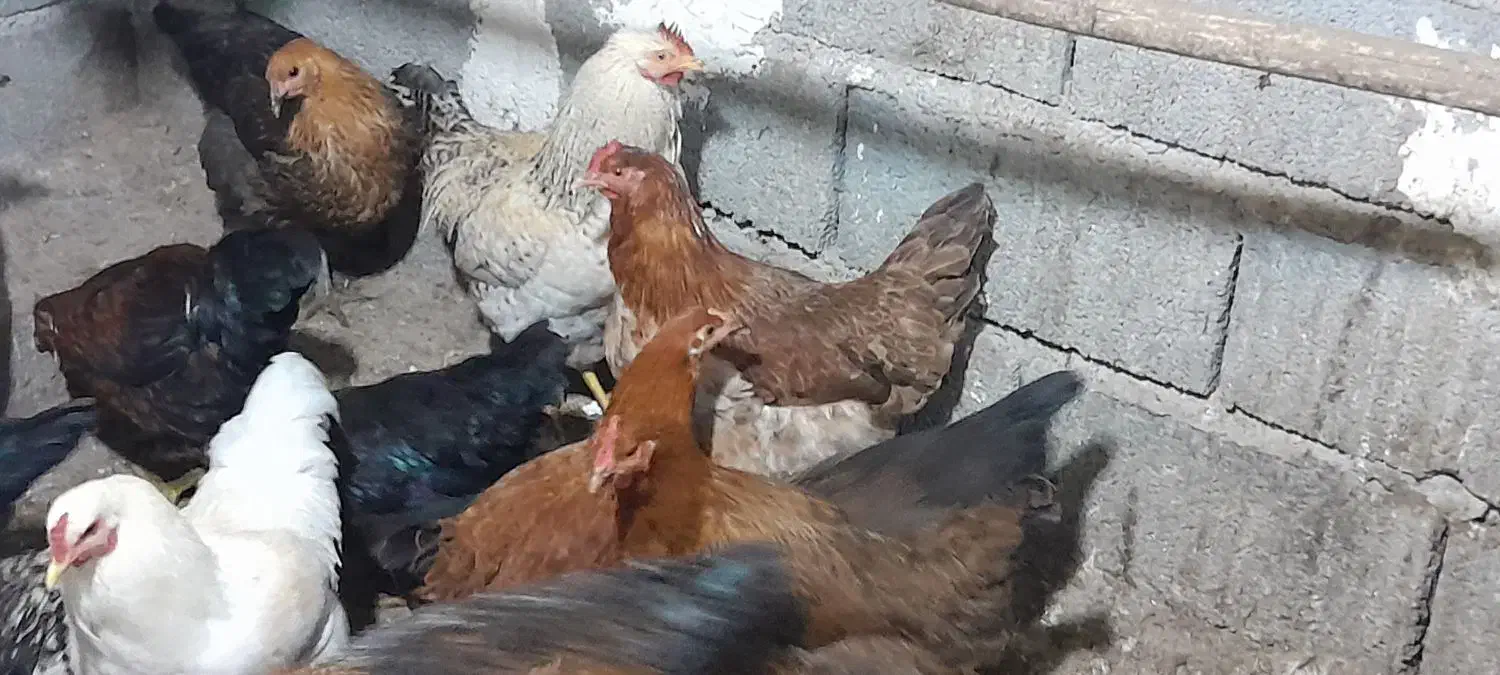 خروس محلی بالغ ومرغ فریح|حیوانات مزرعه|ارومیه, |دیوار