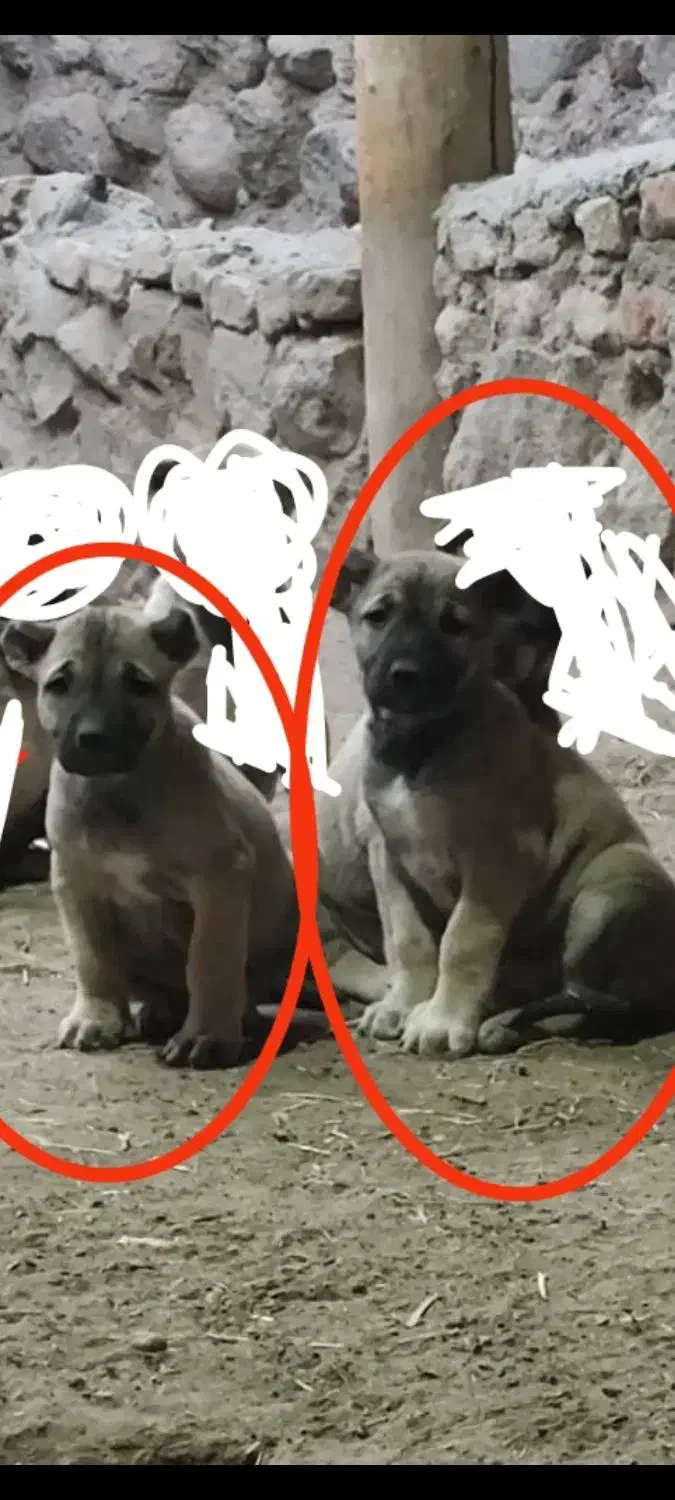 سگ سرابی اصیل|سگ|سراب, |دیوار