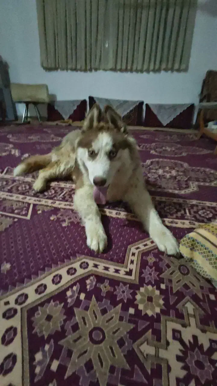 هاسکی شش ماه و پاپی پشمی یک سال|سگ|اصفهان, جلفا|دیوار