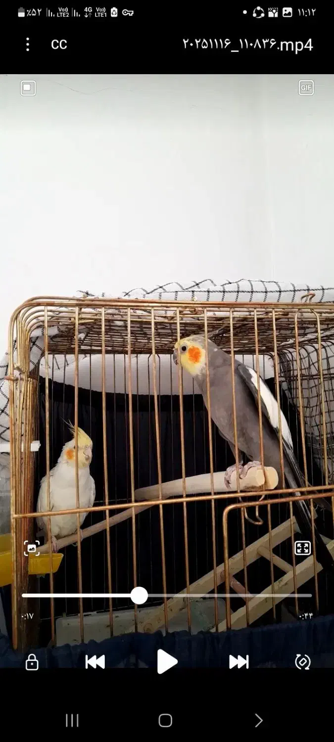 عروس هلندی|پرنده|کامیاران, |دیوار