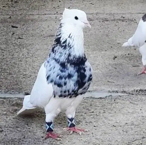 کفتر چاشنی|پرنده|مشهد, سید رضی|دیوار