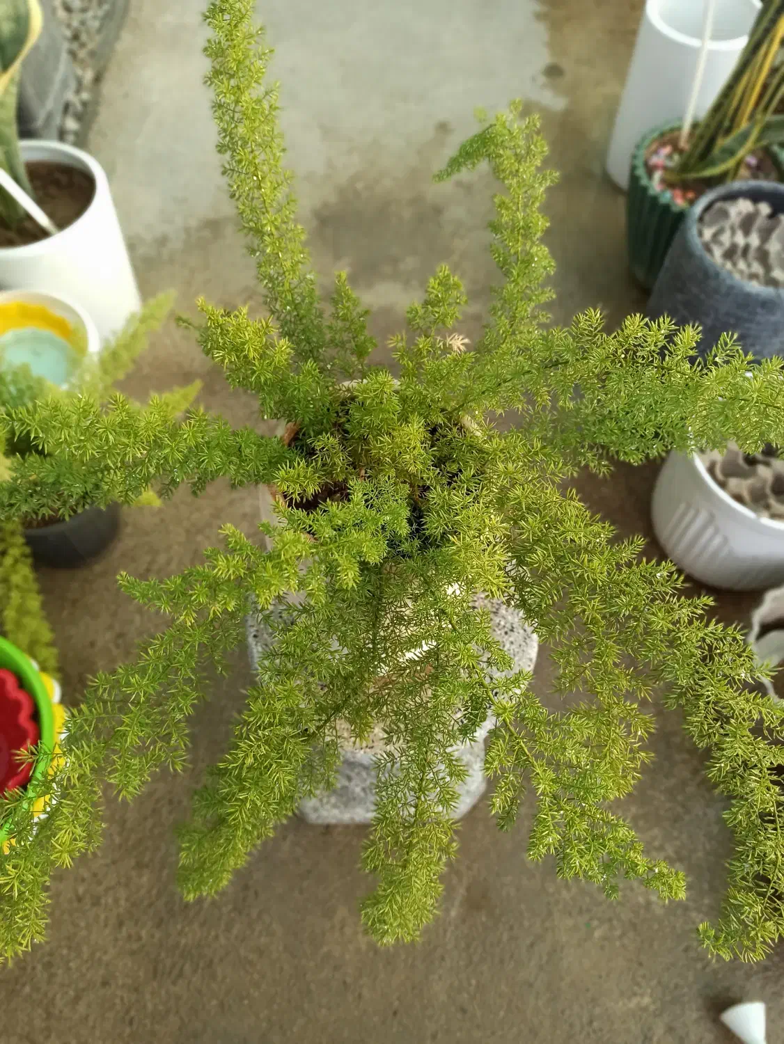 گیاه دم روباهی با گلدان|گل و گیاه طبیعی|خرم‌آباد, |دیوار