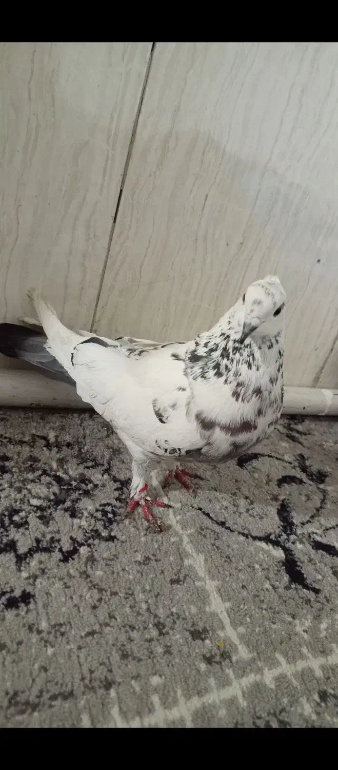 کفتر پرشی|پرنده|تهران, شهرک ابوذر|دیوار