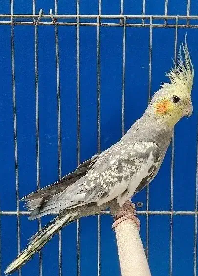 عروس هلندی مرواریدی نر مست|پرنده|شیراز, قلعه نو|دیوار