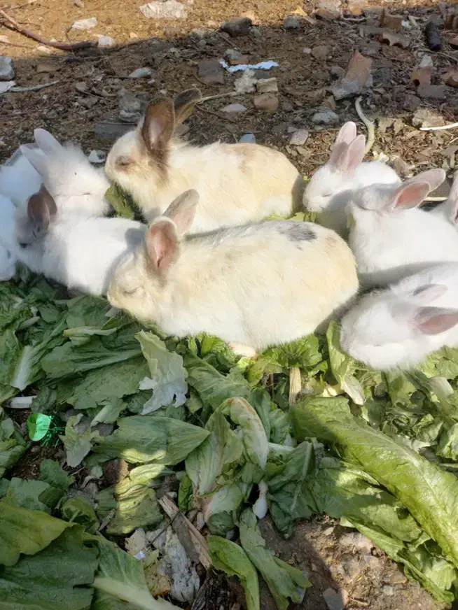 خرگوش|موش و خرگوش|پاکدشت, پارچین|دیوار