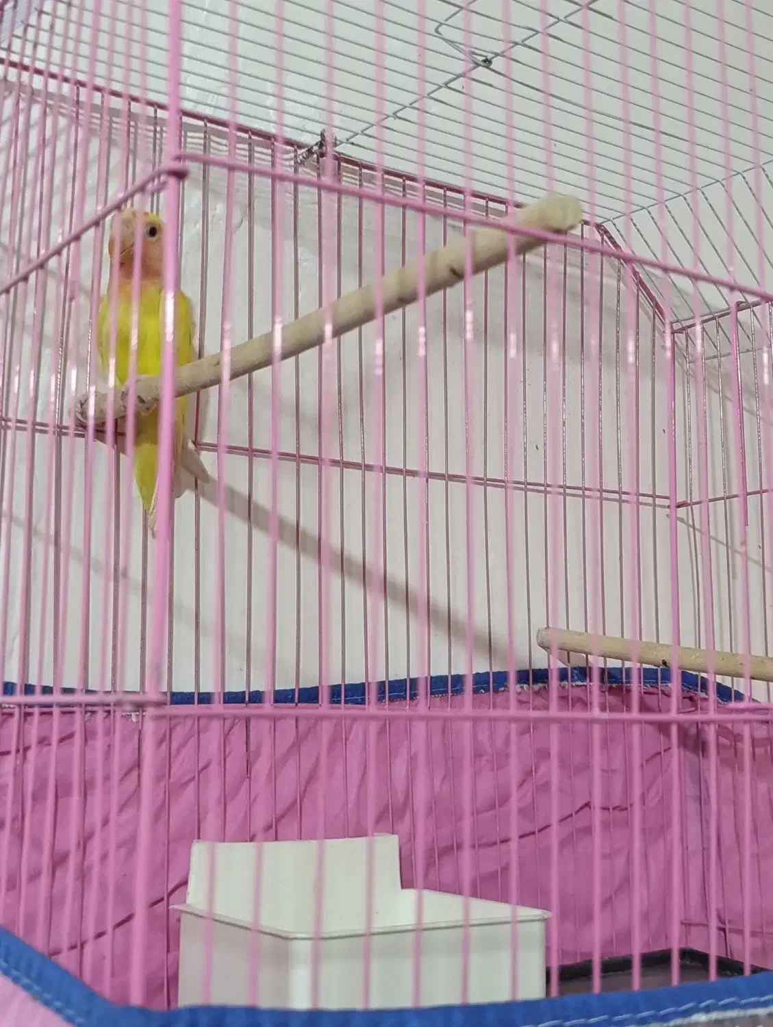 کوتوله نرصحیح سالم|پرنده|بندرعباس, |دیوار