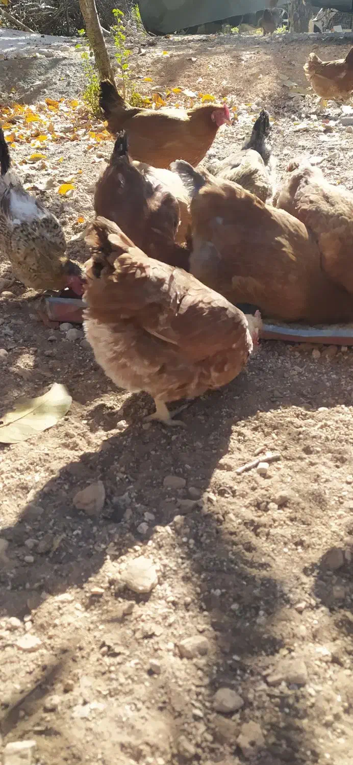 مرغ تخمگذار|حیوانات مزرعه|شیراز, شهرک قمشه|دیوار