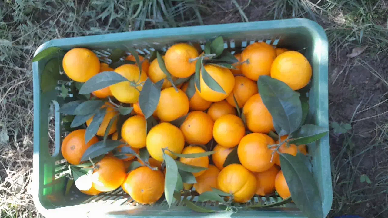 پرتقال تامسون برگ چین|خوردنی و آشامیدنی|نشتارود, |دیوار