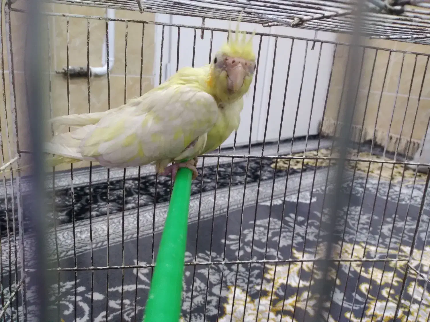 جوجه عروس کاشمر|پرنده|کاشمر, |دیوار