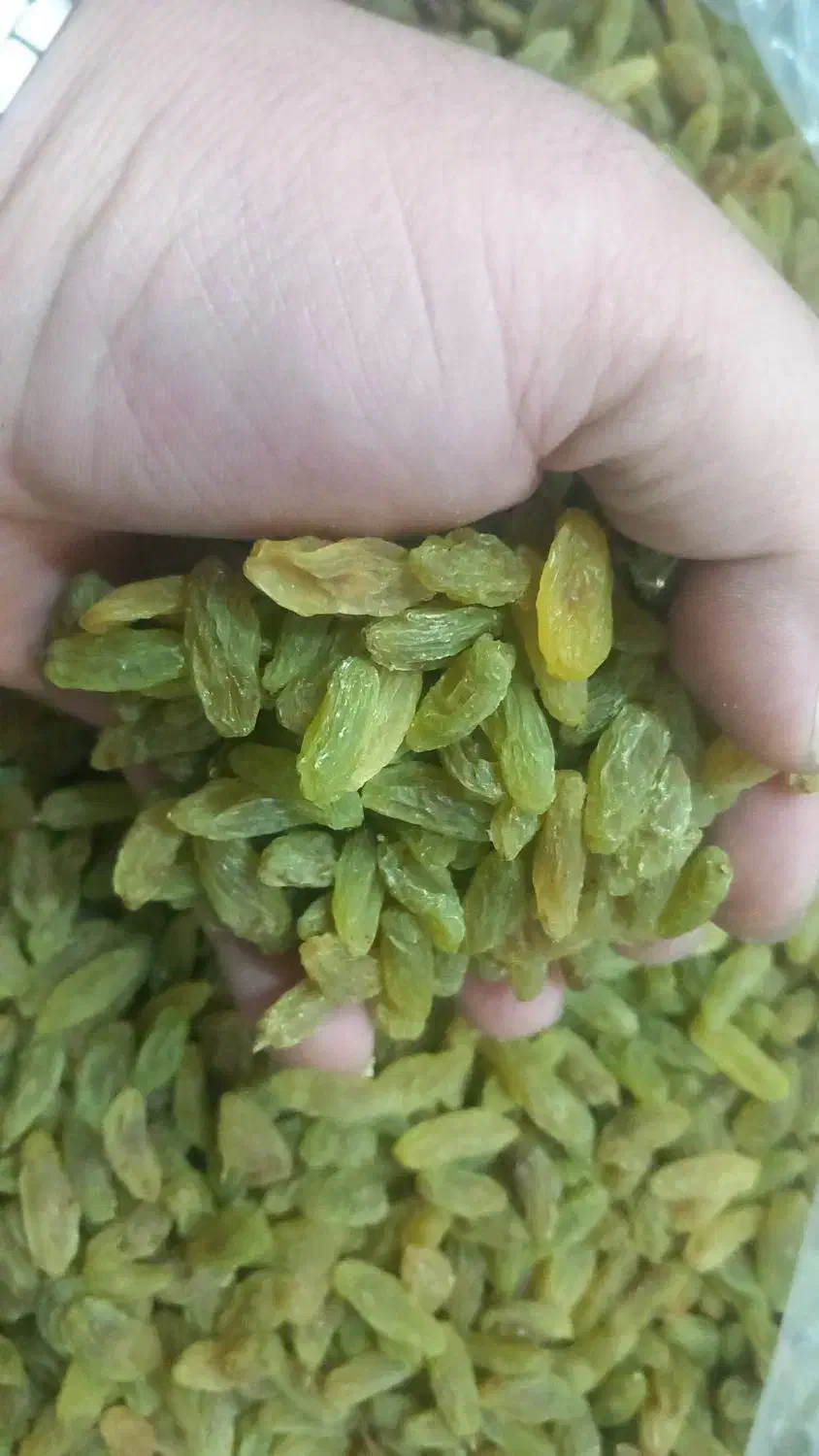 کشمش سبز وافتابی|خوردنی و آشامیدنی|شهرکرد, |دیوار