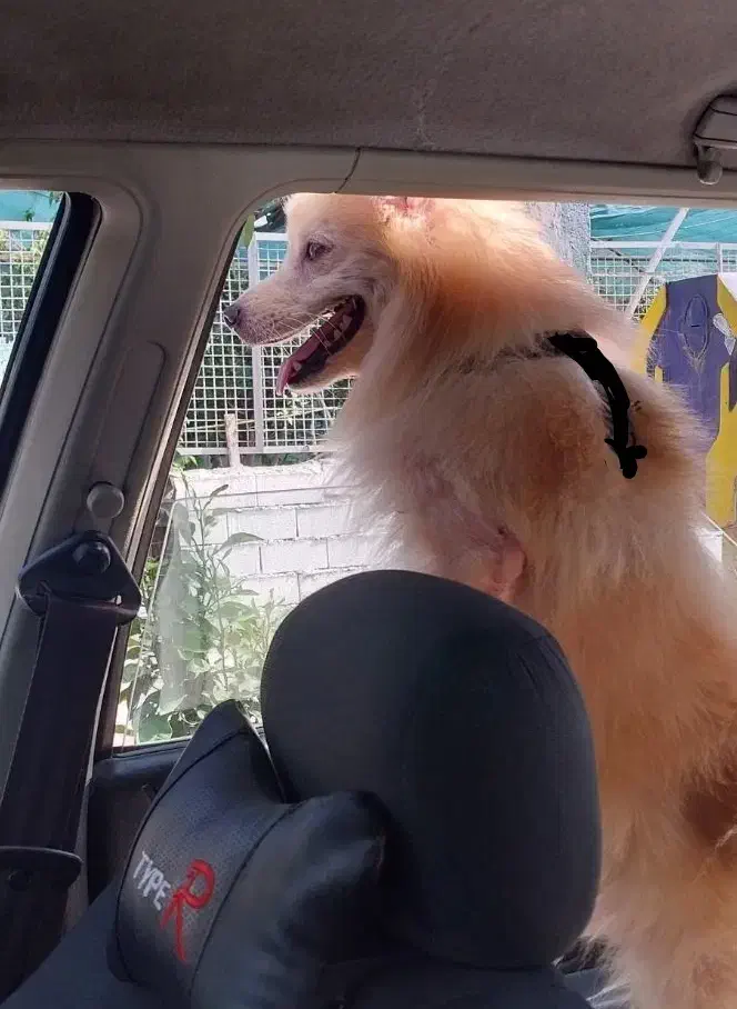 سگ پامرانی|سگ|بابل, |دیوار