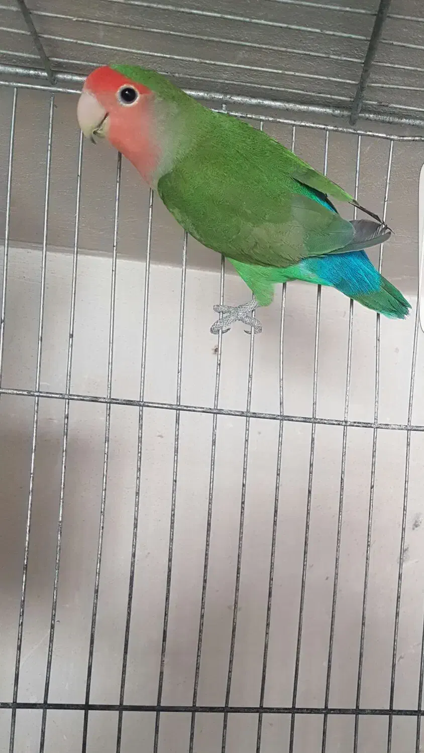 طوطی برزیلی نر|پرنده|ایذه, |دیوار