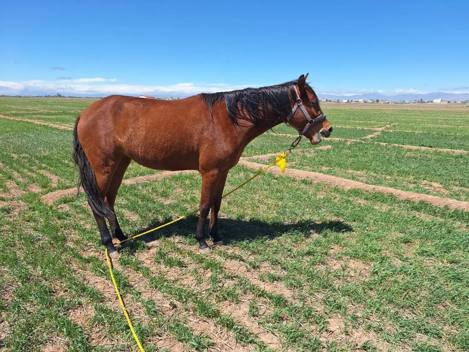 اسب مادیان|اسب و تجهیزات اسبسواری|دشتابی, |دیوار