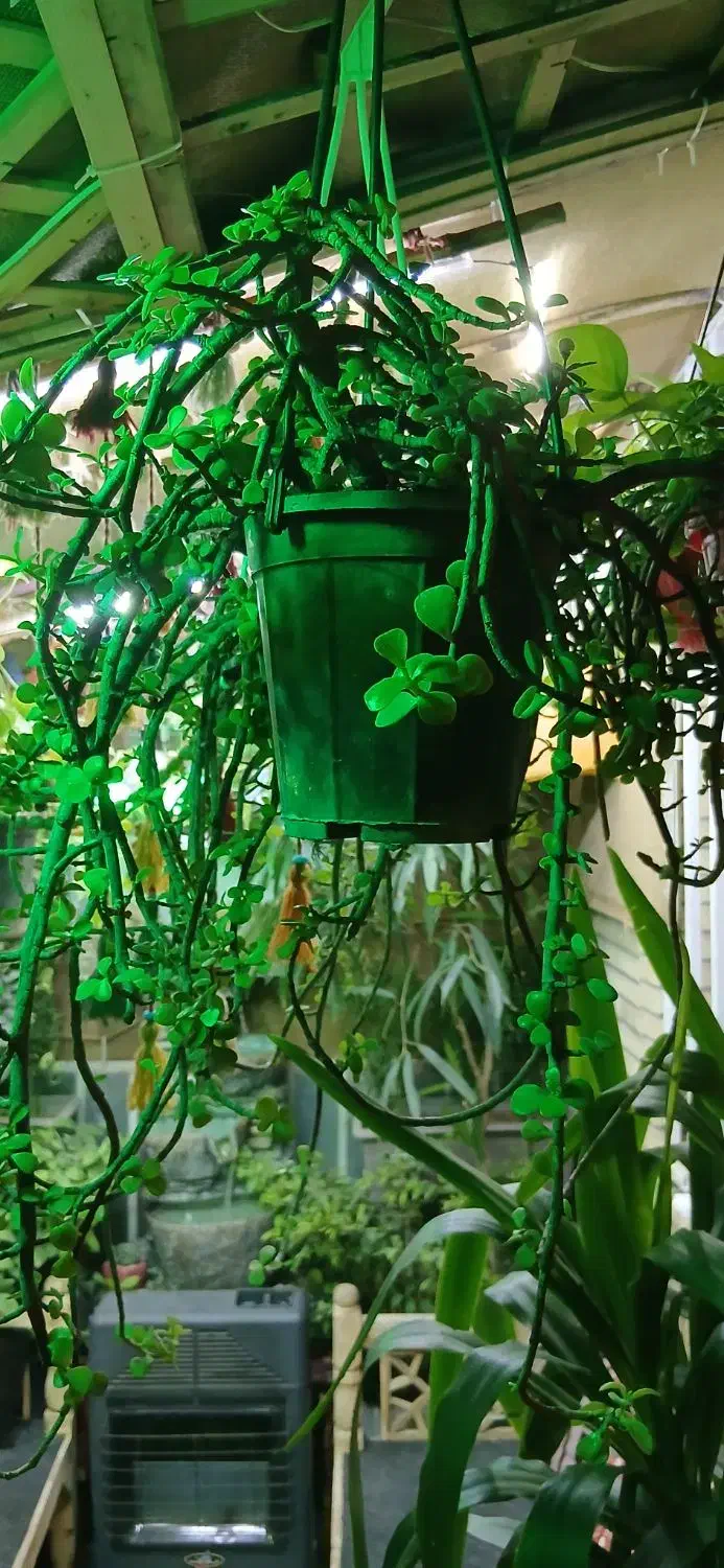 گل و گیاه و اجرا گلخانه کوچک آپارتمانی|گل و گیاه طبیعی|تهران, نیروی هوایی (پیروزی)|دیوار