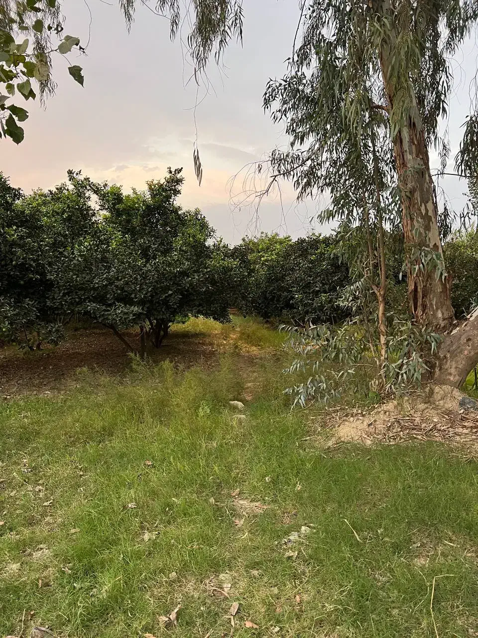 ۲۴۵۰ متر باغ مرکبات مرتب ۱۰۰ متری آسفالت|فروش زمین و ملک کلنگی|کیاکلا, |دیوار