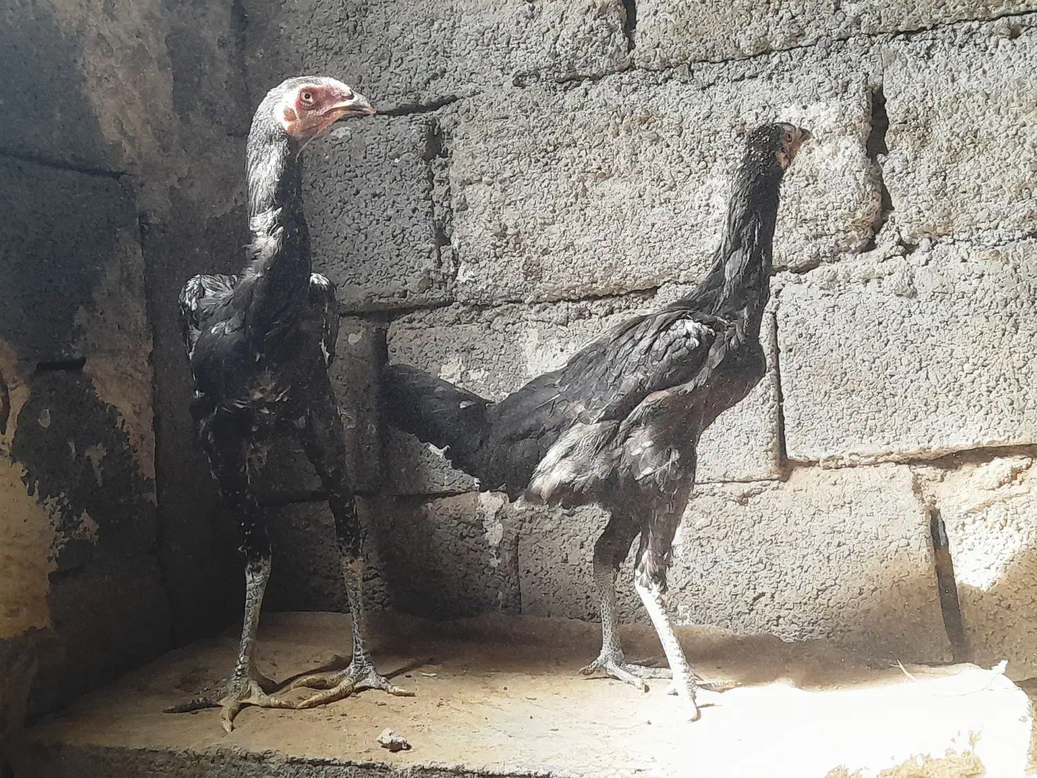 دوجوجه چابهاری و دو مرغ فروشی|حیوانات مزرعه|بندرعباس, |دیوار