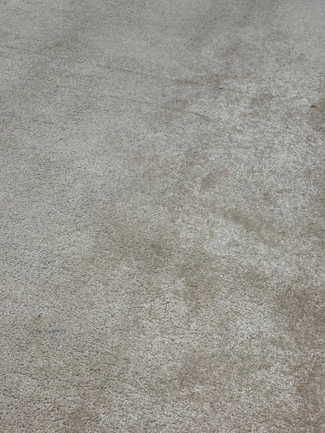 پالاز موکت کاملا سالم|موکت|اردبیل, |دیوار