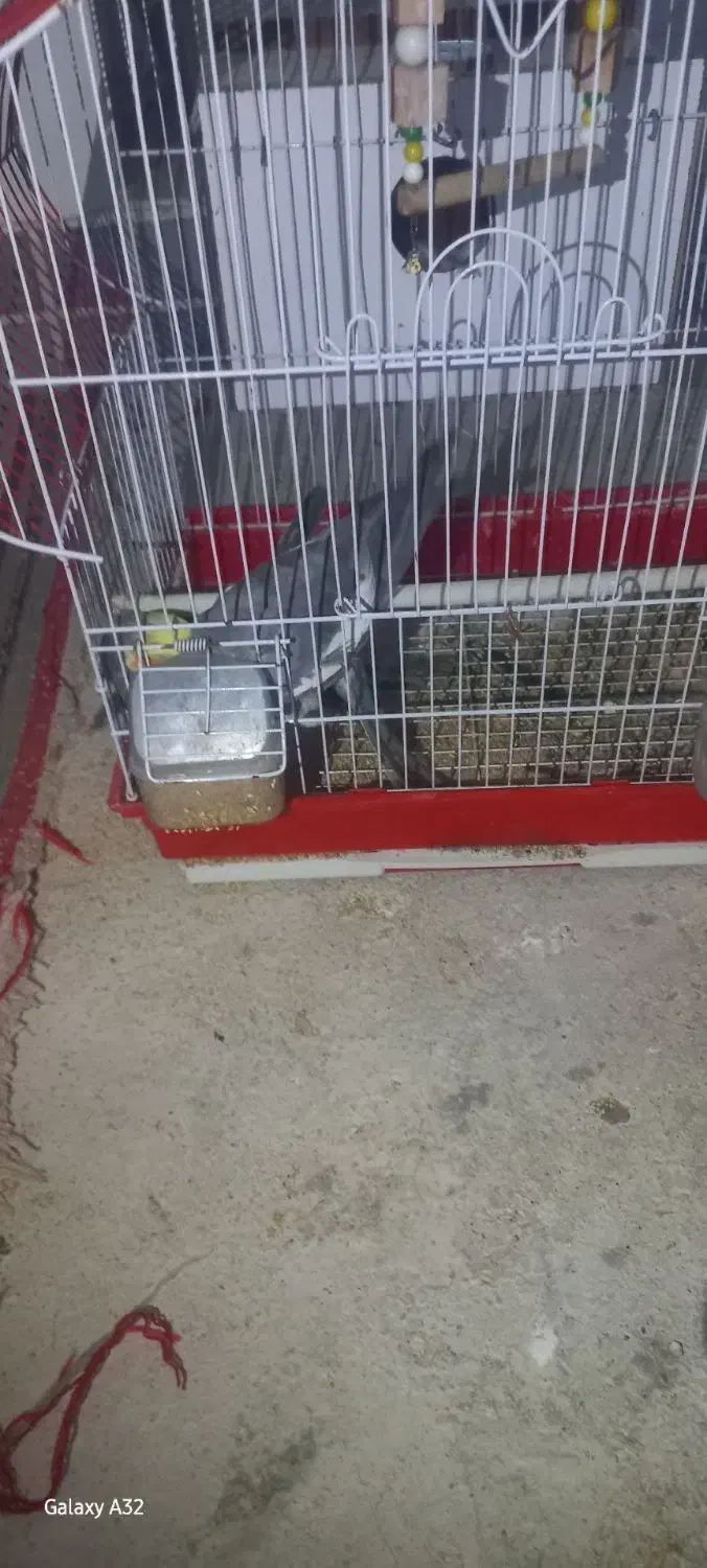 عروس هلندی توسی|پرنده|اهر, |دیوار