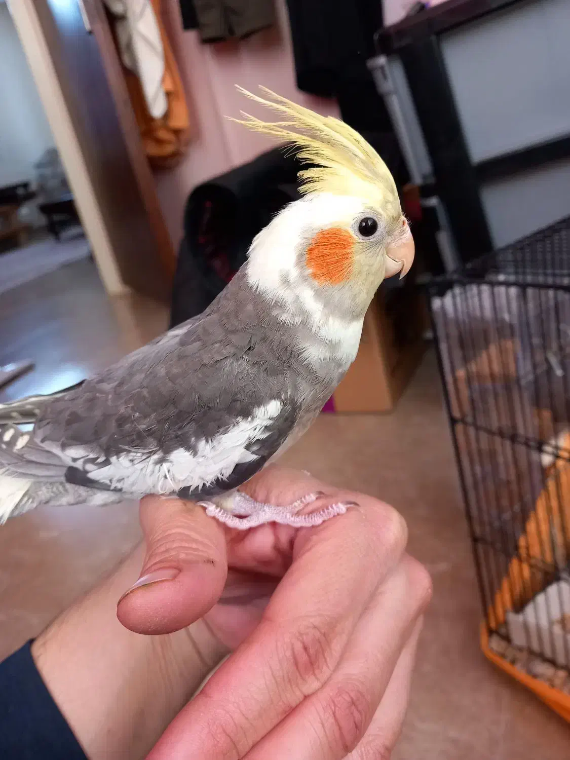 طوطی عروس هلندی|پرنده|قزوین, |دیوار